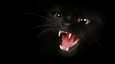 Злая кошка в добрые руки | Пикабу