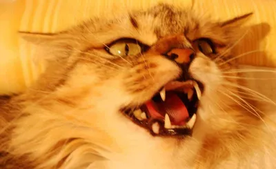 Умерла самая злая кошка в мире, ставшая героиней многочисленных мемов |  Новости Беларуси | euroradio.fm