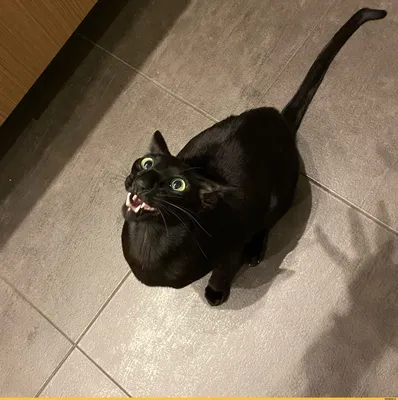 Злая кошка в аренду | Пикабу