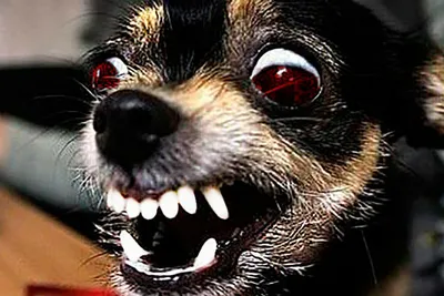 Картинки злых собак фотографии