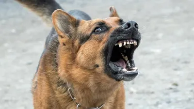 5 самых злых собак в мире | 5 Фактов о | Дзен