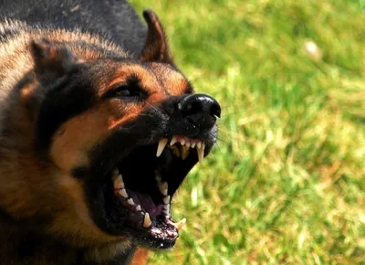 Жители Ногинска опасаются злых собак, оккупировавших город