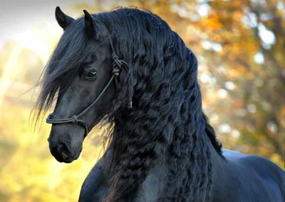 Как выглядит самый красивый конь на планете и почему лошади его породы  дважды были на грани исчезновения | Ваша Планета | Дзен