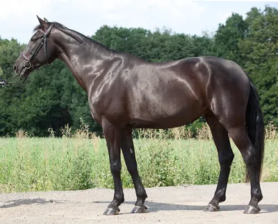 Лошади КСК Левадия, horse | Вороная лошадь, вороной конь, ло… | Flickr