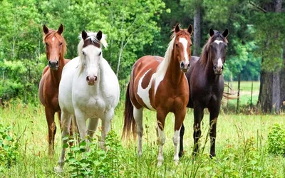 Лошади, кони: 110000 KGS ᐈ Лошади, кони | Кок-Ой | 97148418 ➤ lalafo.kg