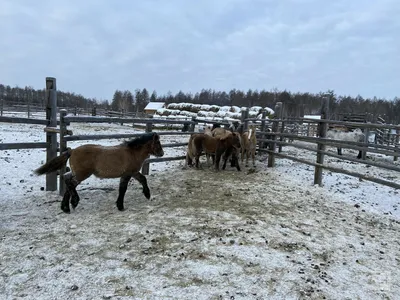 Первый конный театр в Абрау-Дюрсо: как лошади становятся артистами -  Российская газета