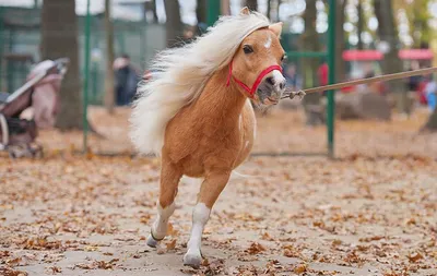 Кони лошади набор 7 шт. — цена 300 грн в каталоге Игрушечные фигурки ✓  Купить детские товары по доступной цене на Шафе | Украина #141810612