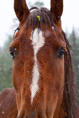 Кони крупным планом-красивые портреты лошадей | Фотопутешествия | Дзен