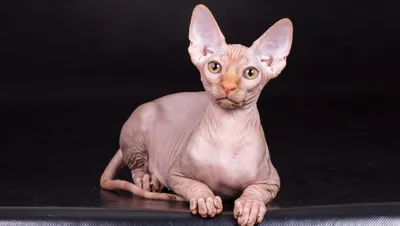 Почему у кошек сфинксов нет шерсти и есть ли ещё похожие породы — Ferra.ru