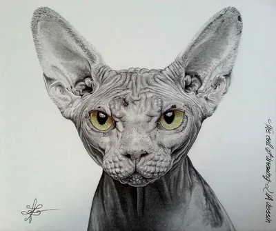 Anororthad - кот Канадский Сфинкс купить в Москва ID1763 - Pet-portal