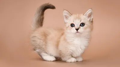 Самые красивые породы кошек с описанием и фото на Petstory