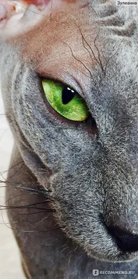 Названы 15 самых красивых пород кошек | Рейтинг - Питомцы Mail.ru