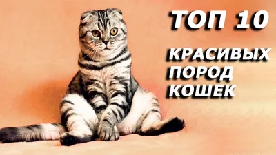 Донской сфинкс - «Самая добрая, ласковая, неординарная, красивая кошка в  мире! » | отзывы
