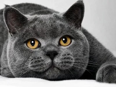 Значение цвета кошки: какие питомцы притягивают в дом деньги, счастье и  любовь - AmurMedia.ru