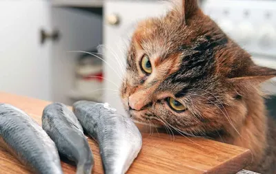 Почему кошки любят валерьянку и какая реакция - ветклиника \"в Добрые Руки\"