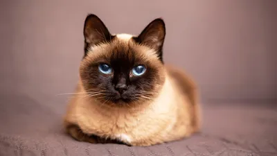 Сиамские кошки: особенности породы
