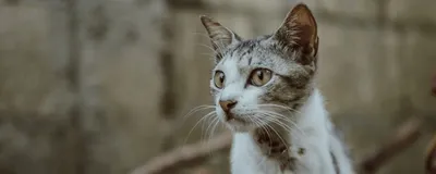Кошки и коты. Факты и информация о котах и кошках
