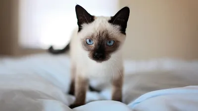 4 совета как купить породистую кошку - Питомцы Mail.ru
