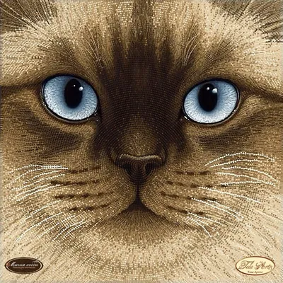 Породистые кошки с голубыми глазами - 79 фото
