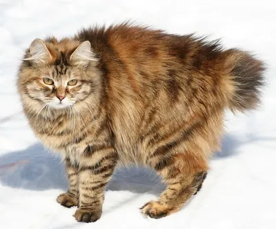 Четыре породистые кошки российского происхождения | Pets2.me | Дзен