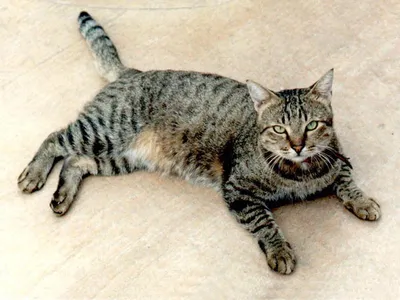 Фотогалерея \"Коты и кошки\" - \"Серый-полосатый\" - Фото породистых и  беспородных кошек и котов.