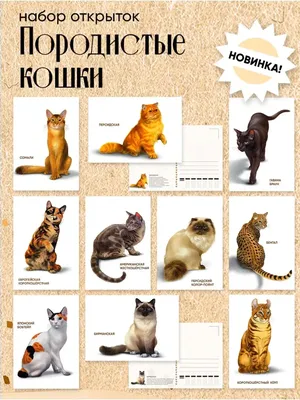 ЮФОЮ Почтовые открытки \"Породистые кошки\" для посткроссинга
