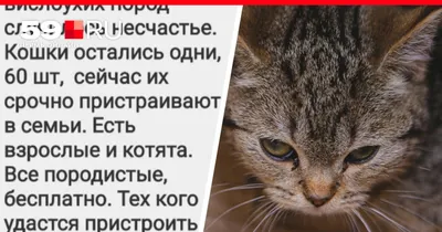 В Перми ищут, кому нужны «вислоухие породистые кошечки и котята срочно и  бесплатно», иначе 60 кошек придется усыпить, потому что «с хозяйкой  питомника случилось несчастье» — это правда или фейк? - 28 апреля 2023 -  59.ru