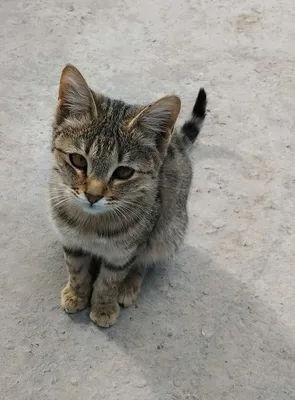 Породистые кошки в добрые руки: Отдам даром - Кошки Ташкент на Olx