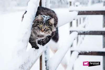 Кошки в снегу картинки
