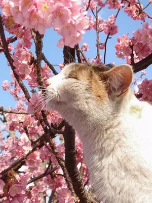 С первым днем весны, с Днем кошек вас!: Персональные записи в журнале  Ярмарки Мастеров