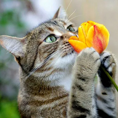 Весна і кішки: особливості догляду за кішками весняні місяці