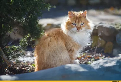1 марта - первый день весны, а еще день кошек в России! 🐈 Кошки в России —  один из символов весны, а март считается «кошачьим» месяцем. … | Instagram