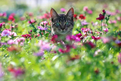 Картинки весна кошки красивые (69 фото) » Картинки и статусы про окружающий  мир вокруг