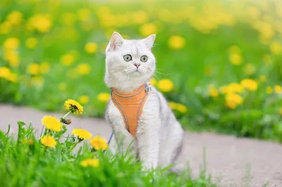 портрет старой кошки весной. Стоковое Фото - изображение насчитывающей кот,  старо: 213638422