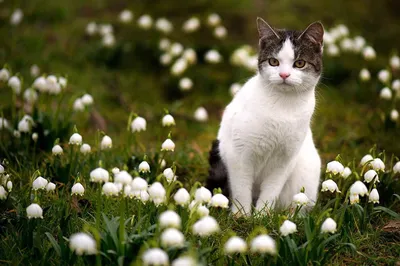 Весна пришла! Кошки и цветы. | Кошки. Милые и беспощадные | Дзен