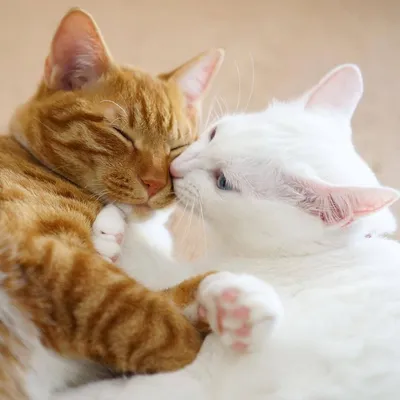 Сувенир Кот и кошка Любовь