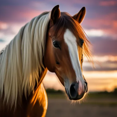Красивые картинки коней