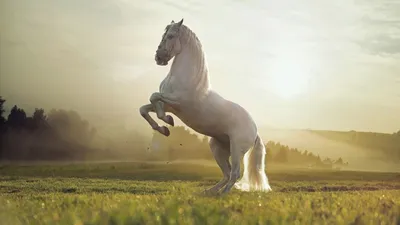 Красивые картинки лошадей на природе