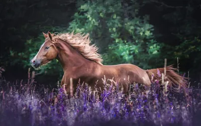 Красивые бесплатные новые фото лошадь, поле, фиолетовые лаванды высокого  качества на рабочий стол. | Лошадь обои, Обои для рабочего стола, Лошади