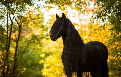 Фотография лошадь Черный животное 2048x1301