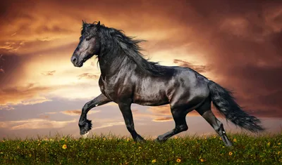 Обои животные, лошади, лошадь, раздел Животные, размер 2560x1440 HDTV -  скачать бесплатно картинку на рабочий стол и телефон