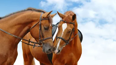 Обои на рабочий стол Пара лошадей на фоне голубого неба, обои для рабочего  стола, скачать обои, обои бесплатно