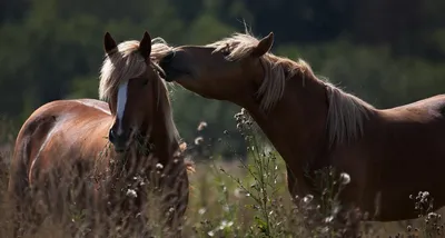 Картинки лошадей летом (66 фото) » Картинки и статусы про окружающий мир  вокруг