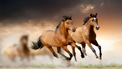 Скачать обои и картинки лошади, грива, бег, фокус, размытость для рабочего  стола в разрешении 5120x2880