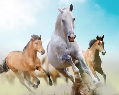 Красивая лошадь с жеребенком - красивые фото