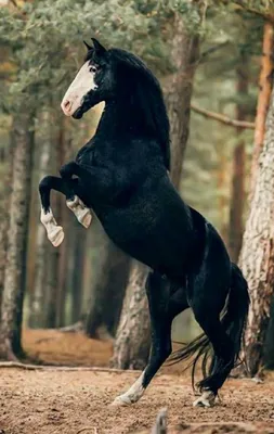 Про100 красивые ЛОШАДИ (https://www.ok.ru/group/55394367832255/settings) |  Horse breeds, Horses, Animals beautiful