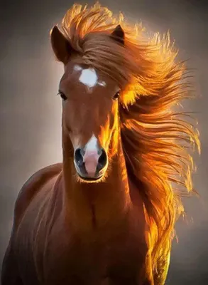 Картина Красивая лошадь. Размеры: 40x80, Год: 2023, Цена: 40000 рублей  Художник Скулкина Ольга