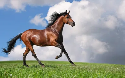 Фотографии красивых лошадей, картинки и рисунки коней