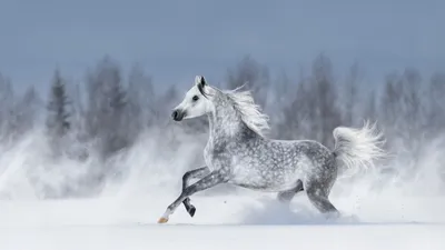Две красивые лошади на лугу, крупным планом :: Стоковая фотография ::  Pixel-Shot Studio