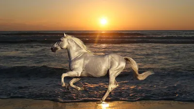 Картина на холсте (лошадь, красивые лошади, фотографии лошадей красивые, лошадь  лошадь животные) 80x100 вертикально интерьерная/в комнату/на стену/в  спальню - купить по низкой цене в интернет-магазине OZON (596565268)